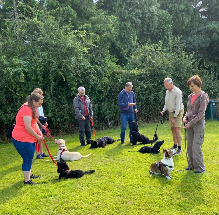 Dog training group classes