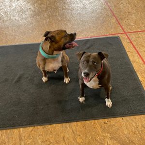 Dog group basics training class
