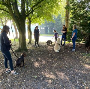 Dog Walking Training