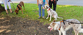 Private out and about dog training