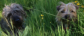 Private Puppy Training