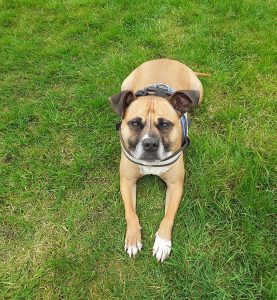 Private Recall Dog Training