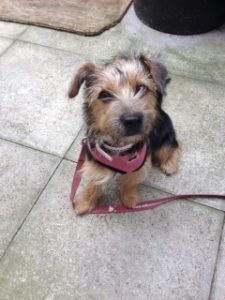 Puppy Dog Training Class